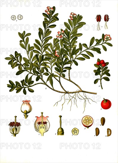 Medicinal plant