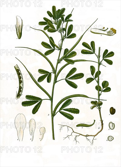 Medicinal plant