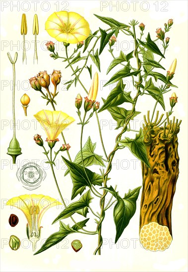 Medicinal plant