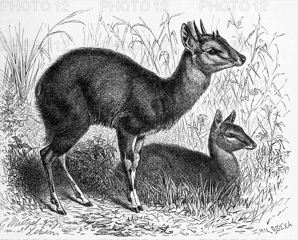 Four-horned antelope