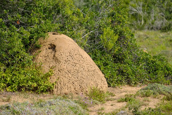 Termite mound