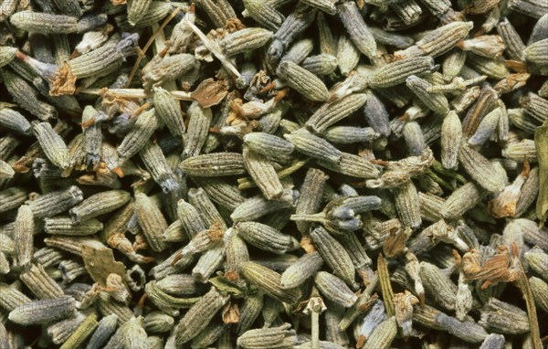 Dried lavender flowers