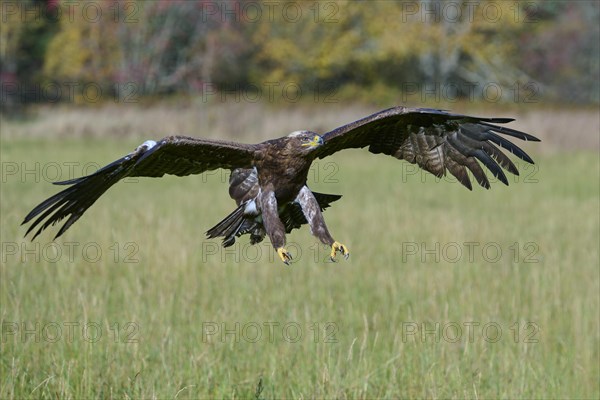 Steppe Eagle