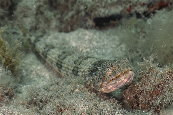 Atlantic lizardfish