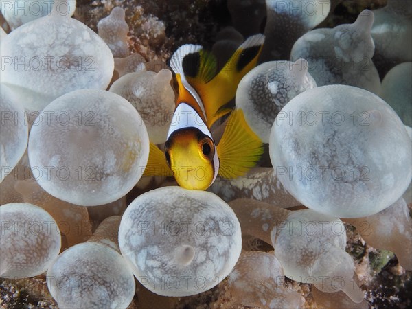 Juvenile red sea clownfish