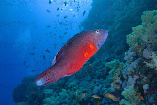 Wrasse