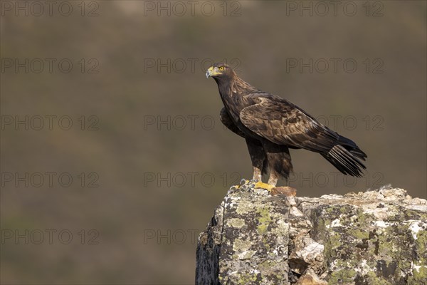 Golden eagle