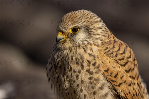 Lesser Kestrel