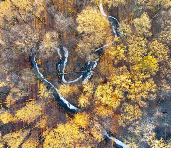 Frozen meander of a low mountain stream in late autumn with beech forest