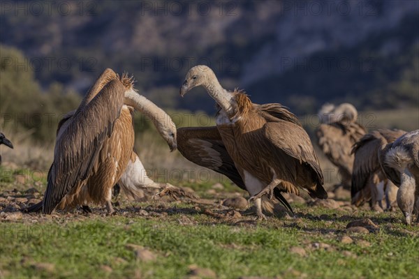 Griffon vulture