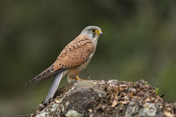 Common kestrel