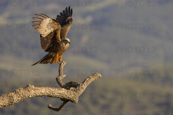 Black Kite