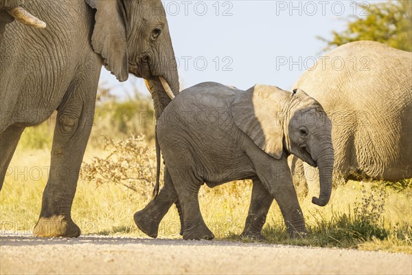 African elephant calf