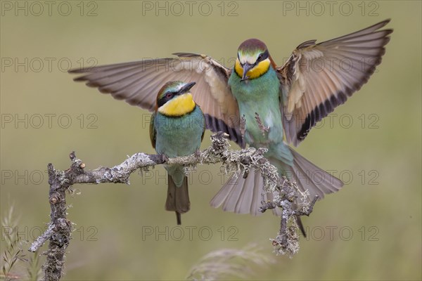 European bee-eater