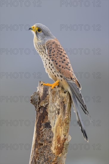 Common kestrel