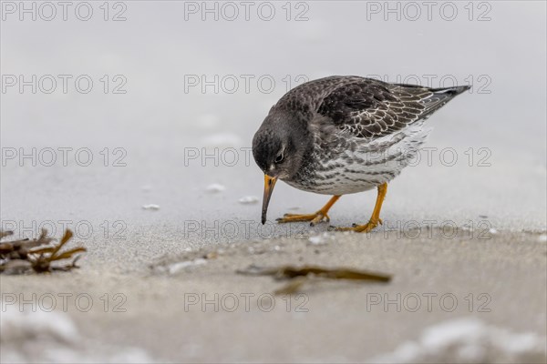 Purple Sandpiper