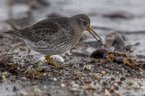 Purple Sandpiper