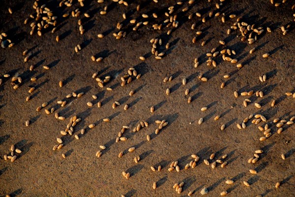 Lots of yellow wheat grains on a stone surface on the view