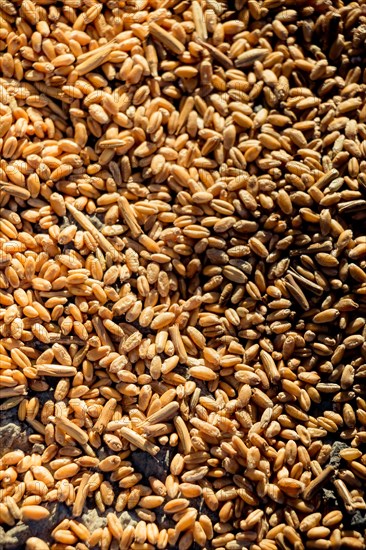 Lots of yellow wheat grains on the view forming a textured background