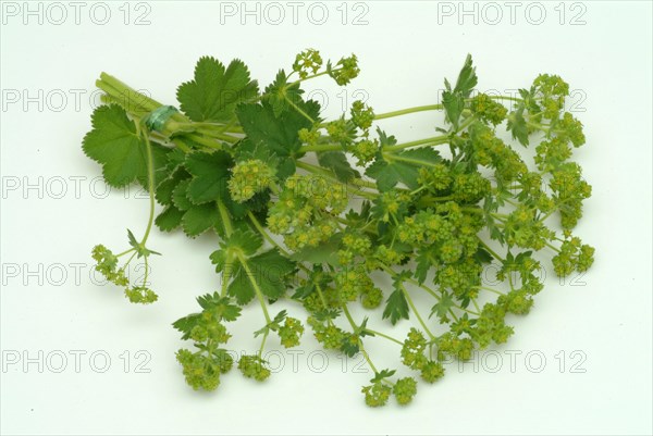 Medicinal plant lady's mantle