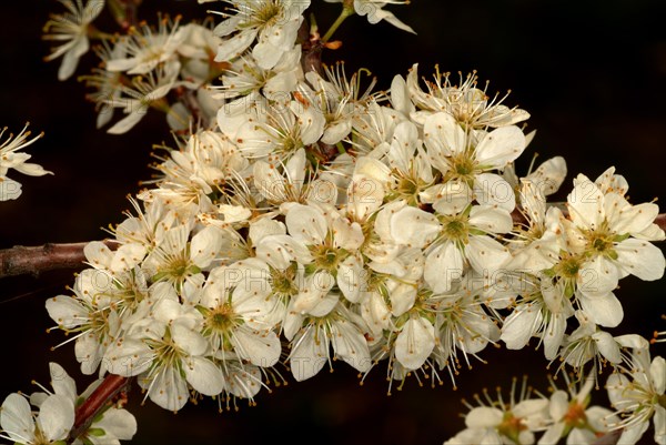 Medicinal plant Sloe