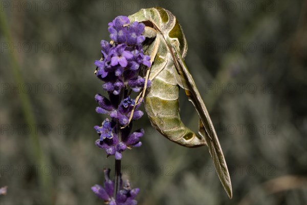 Oleander moth butterfly with closed wings hanging on purple flower seen on left side
