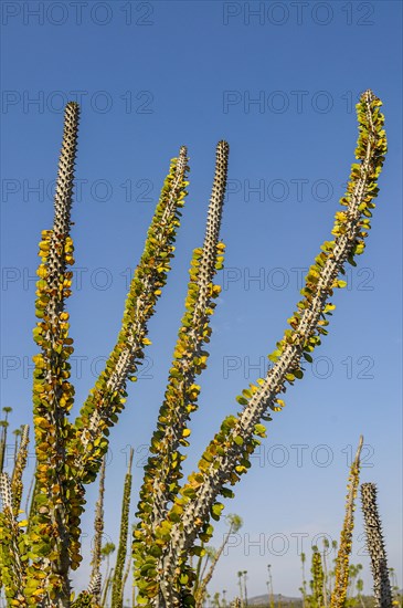 Madagascar spiny forests