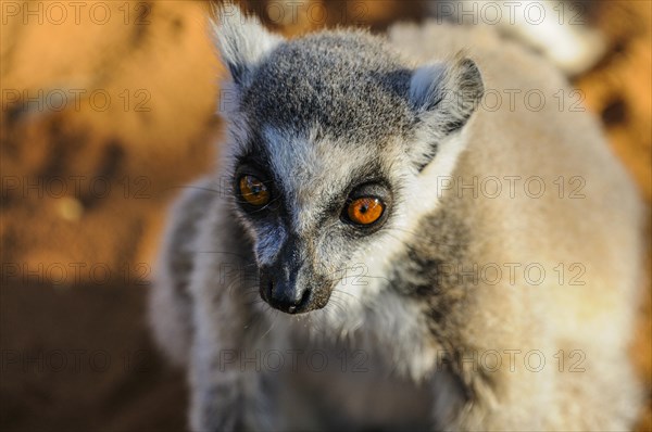 Ring-tailed Lemur