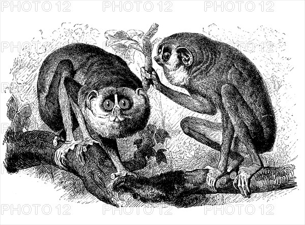 Slender loris