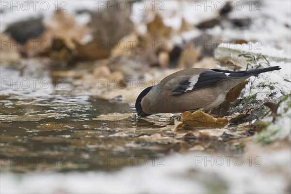 Eurasian bullfinch