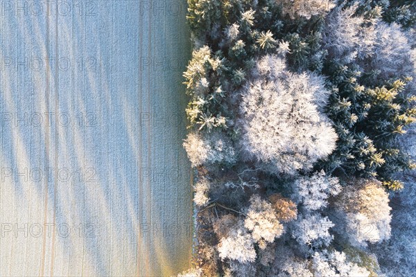 Drone image of the transition from forest to field in winter