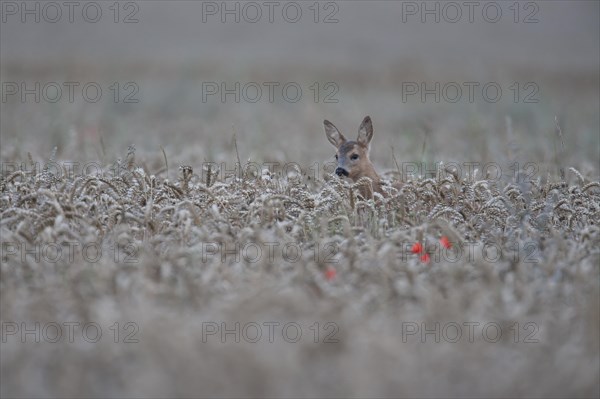 Roe deer