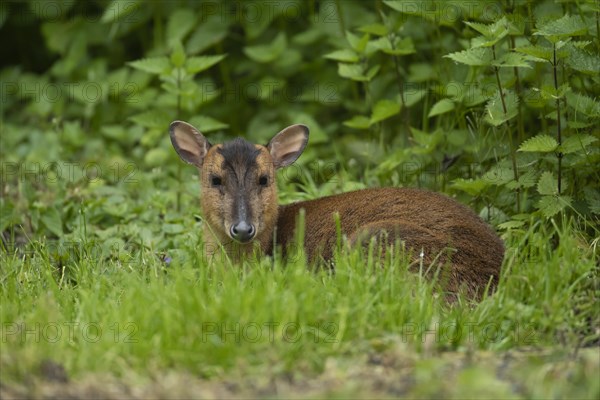 Muntjac