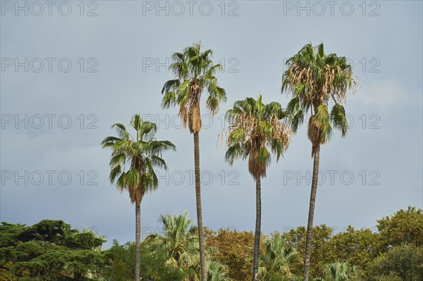 Mexican fan palm