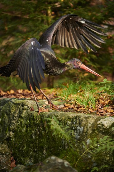 Black stork