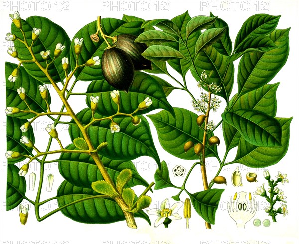 Medicinal plant