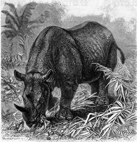 Black rhinoceros