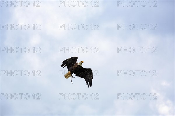 Bald eagle