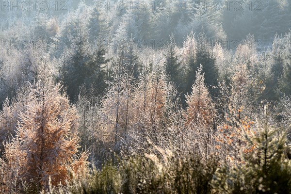 Mature mixed forest with larches and beeches in the Hunsrueck-Hochwald National Park in winter