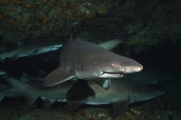 Several sand tiger sharks