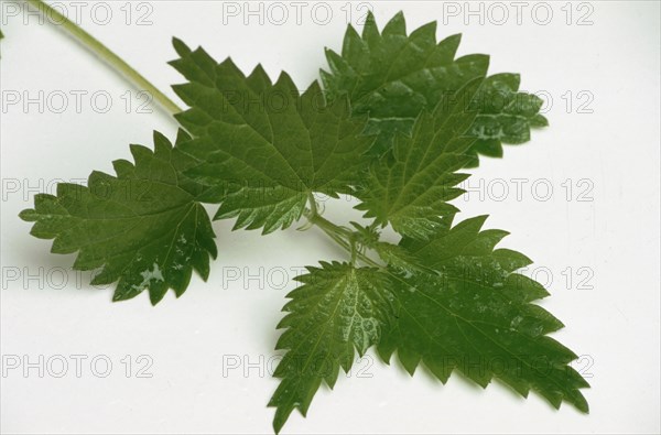 Young nettle leaves