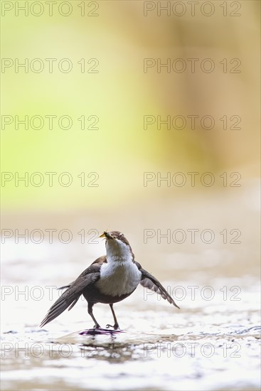 White-breasted dipper