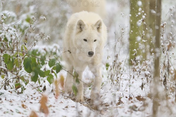 Arctic wolf