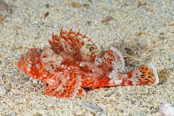 Madeira rockfish