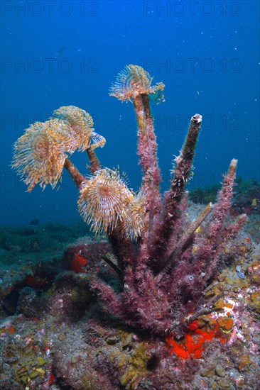 Group of mediterranean fanworm