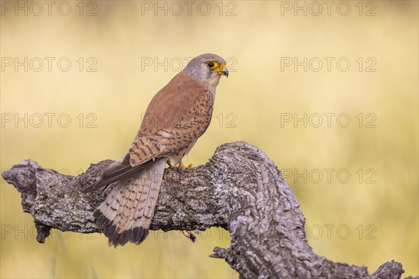 Lesser kestrel