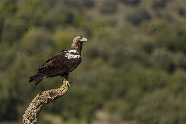 Spanish Imperial Eagle