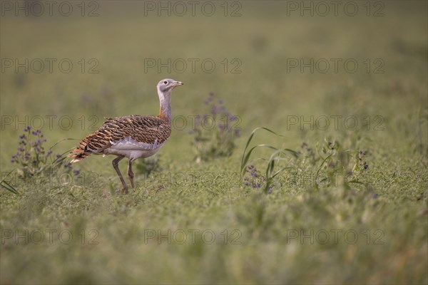 Great bustard