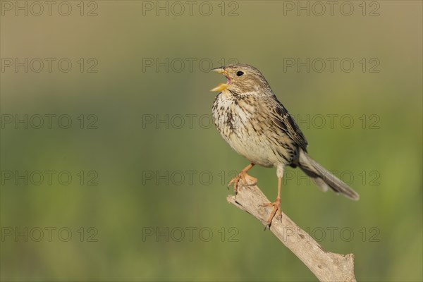 Corn Bunting