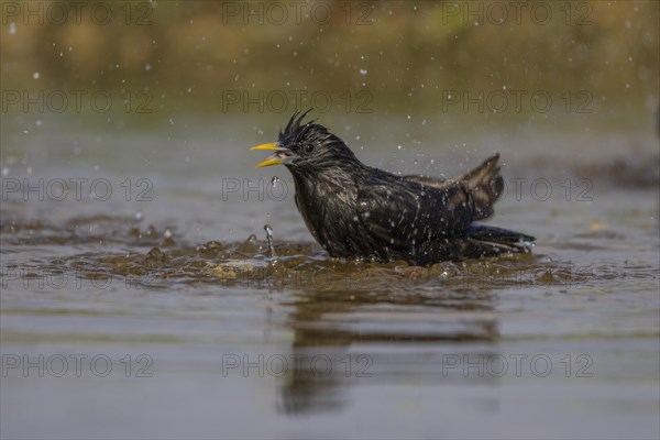 Spotless starling